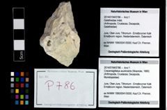 Foto (Objekt + Etikett) von Cracensigillatus acutirostris (Moericke, 1889)  (NHMW-GEO-2014-0194-0786)